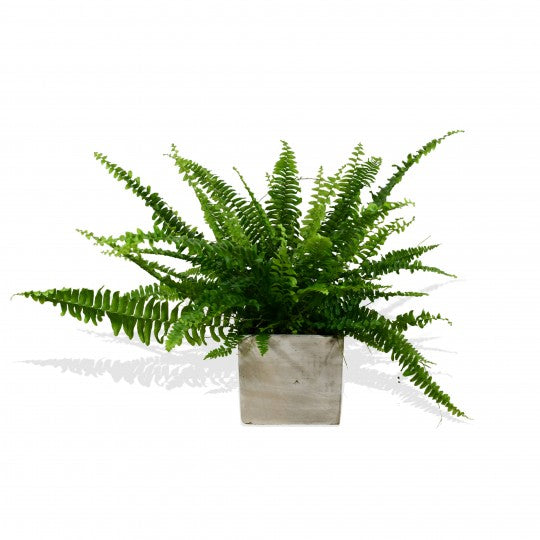 Boston Fern