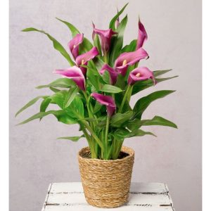 Purple Calla Lily in Seagrass Pot